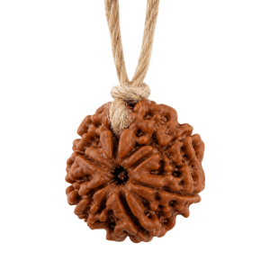11 mukhi rudraksh