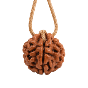 13 mukhi rudraksh