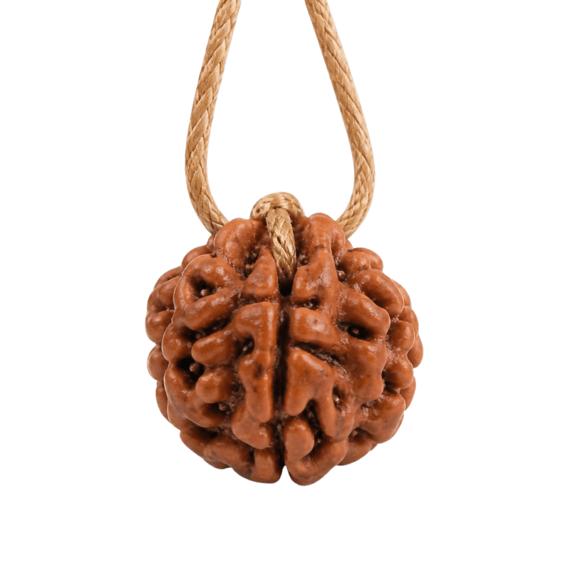 13 mukhi rudraksh
